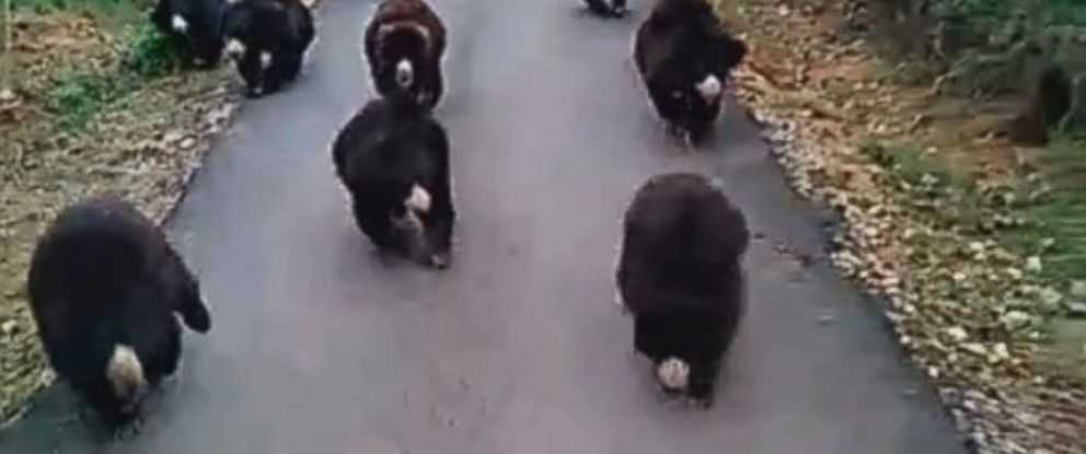 Video Captures 9 Hungry Bears Chasing Food Truck
