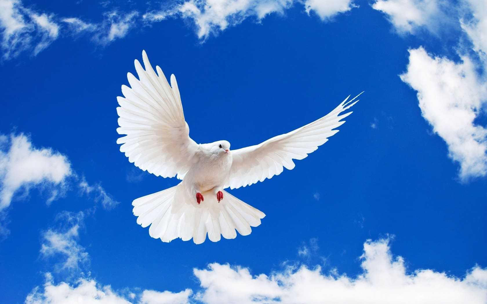 international day of peace logo