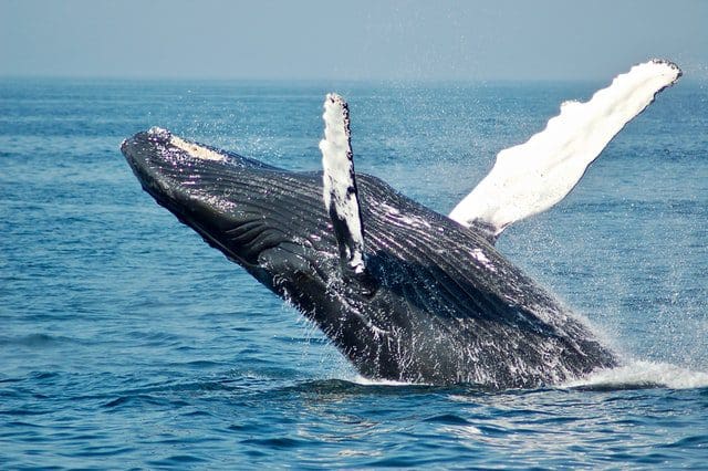 Amazing Whales - 10 Places Where You Can Spot Them